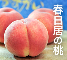 ポイントがお得に貯まる「うまいもんカード」誕生！