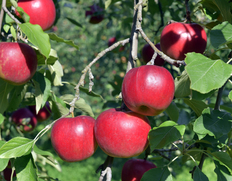 当サイト限定！百年の樹齢を重ねる「昔ながらの紅玉」