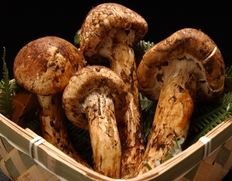 丹波摂津の松茸