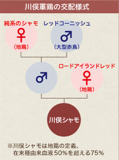 川俣軍鶏の交配様式