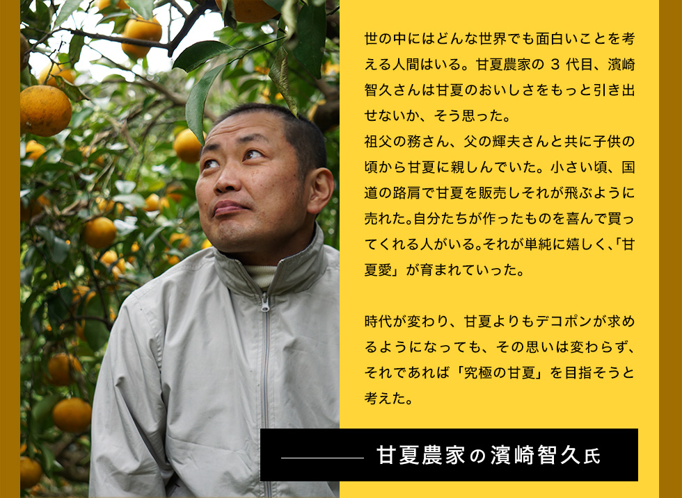 世の中には面白いことを考える人間はいるものだ。甘夏農家の3代目、濱崎智久さんは甘夏のおいしさをもっと引き出せないか、そう思った。祖父の務さん、父の輝夫さんと共に子供の頃から甘夏に親しんでいた。小さい頃、国道の路肩で甘夏を販売しそれが飛ぶように売れた。自分たちが作ったものを喜んで買ってくれる人がいる。それが単純に嬉しく、「甘夏愛」が育まれていった。<br>
時代が変わり、甘夏よりもデコポンが求めるようになっても、その思いは変わらず、それであれば「究極の甘夏」を目指そうと考えた。