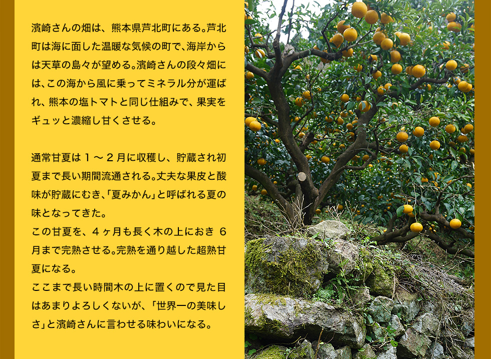 濱崎さんの畑は、熊本県芦北町にある。芦北町は海に面した温暖な気候の町で、海岸からは天草の島々が望める。濱崎さんの段々畑には、この海から風に乗ってミネラル分が運ばれ、熊本の塩トマトと同じ仕組みで、果実をギュッと濃縮し甘くさせる。<br>
通常甘夏は1〜2月に収穫し、貯蔵され初夏まで長い期間流通される。丈夫な果皮と酸味が貯蔵にむき、「夏みかん」と呼ばれる夏の味となってきた。この甘夏を、4ヶ月も長く木の上におき6月まで完熟させる。完熟を通り越した超熟甘夏になる。ここまで長い時間木の上に置くので見た目はあまりよろしくないが、「世界一の美味しさ」と濱崎さんに言わせる味わいになる。