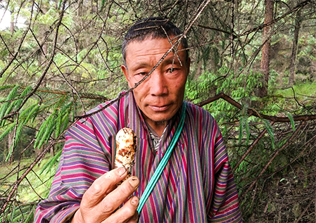 人気急上昇中のブータン産松茸。カナダ産・北米産等の松茸とは異なり、国産松茸とよく似た見た目です