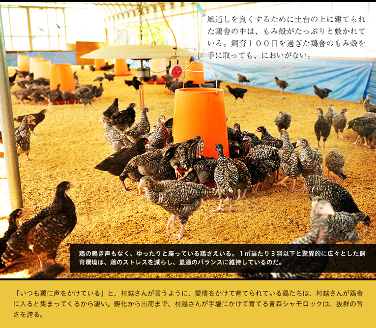 風通しを良くするために土台の上に建てられた鶏舎の中は、もみ殻がたっぷりと敷かれている。飼育100日を過ぎた鶏舎のもみ殻を手に取っても、においがない。鶏の鳴き声もなく、ゆったりと座っている鶏さえいる。1㎡当たり3羽以下と驚異的に広々とした飼育環境は、鶏のストレスを減らし、最適のバランスに維持しているのだ。「いつも鶏に声をかけている」と、村越さんが言うように、愛情をかけて育てられている鶏たちは、村越さんが鶏舎に入ると集まってくるから凄い。孵化から出荷まで、村越さんが手塩にかけて育てる青森シャモロックは、抜群の旨さを誇る。
